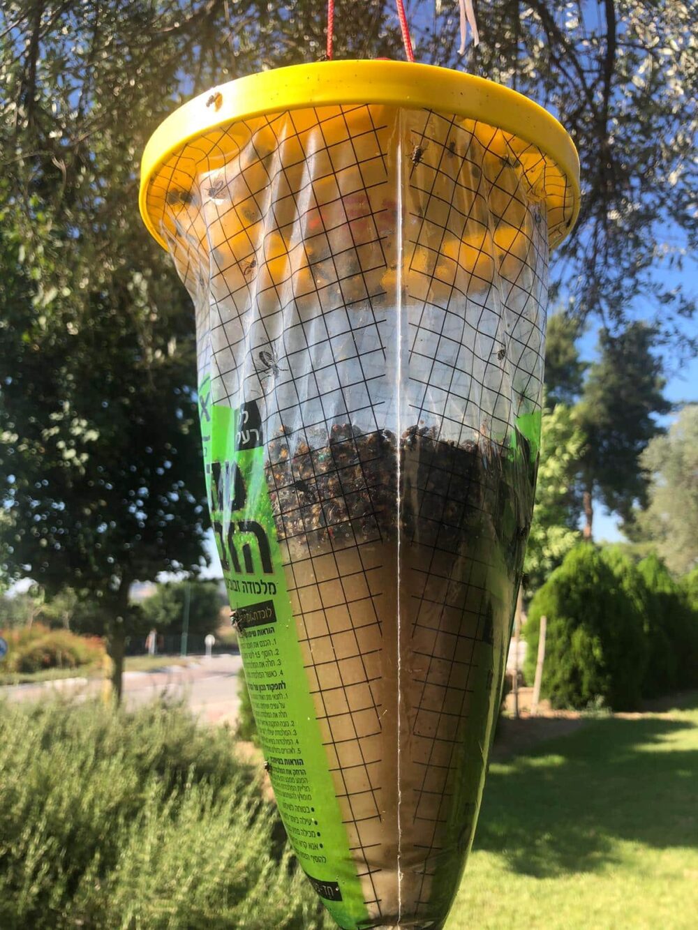 מלכודת טורפת הזבובים XL