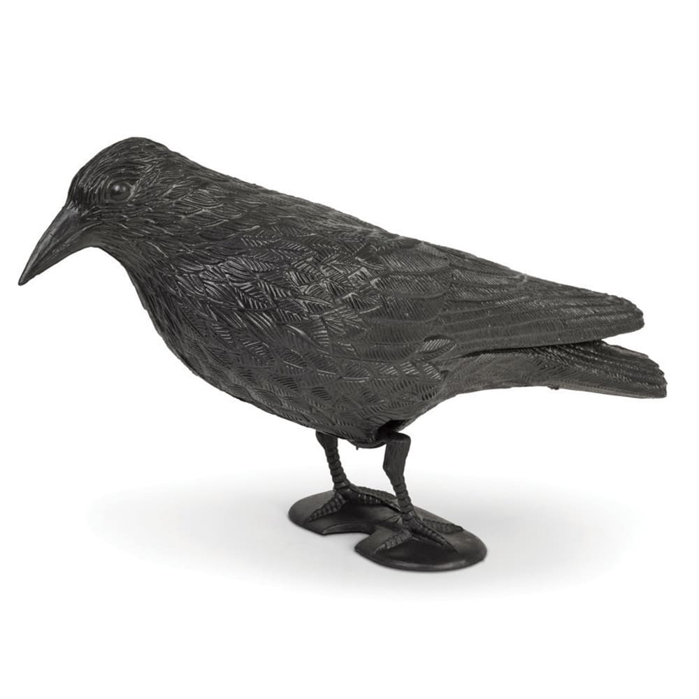 דחליל להרחקת יונים – עורב